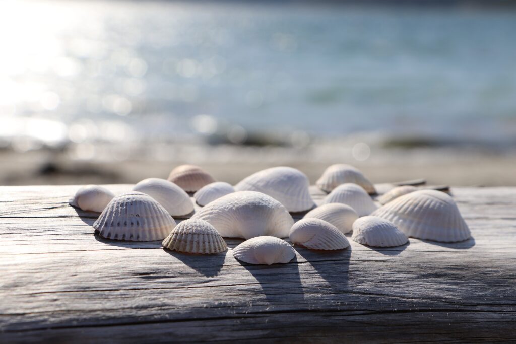 shells gaabec2c73 1920